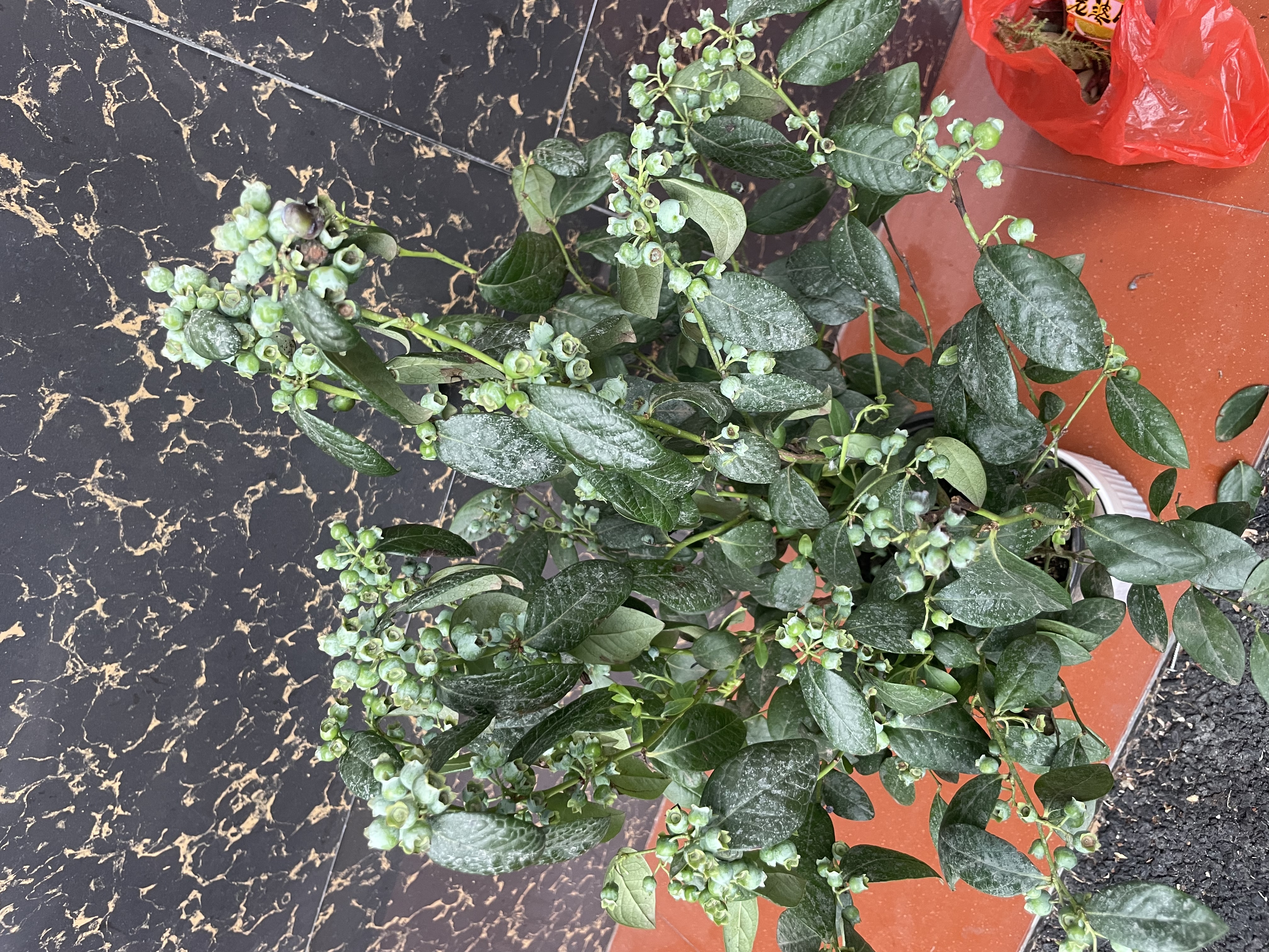 闪魔T1【京配包邮】苹果12钢化膜iphone12pro手机膜高清防爆防摔抗指纹非全屏贴膜2片装 实拍图