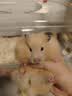 CARNO PET PRODUCTS卡诺益生菌全价仓鼠粮营养零食饲料金丝熊专用粮磨牙鼠粮500g 实拍图