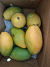 庾丰 海南芒果 新鲜水果生鲜整箱当季大青皮金煌芒 热带孕妇玉芒果 10斤装（净重9斤） 单果250克+ 实拍图