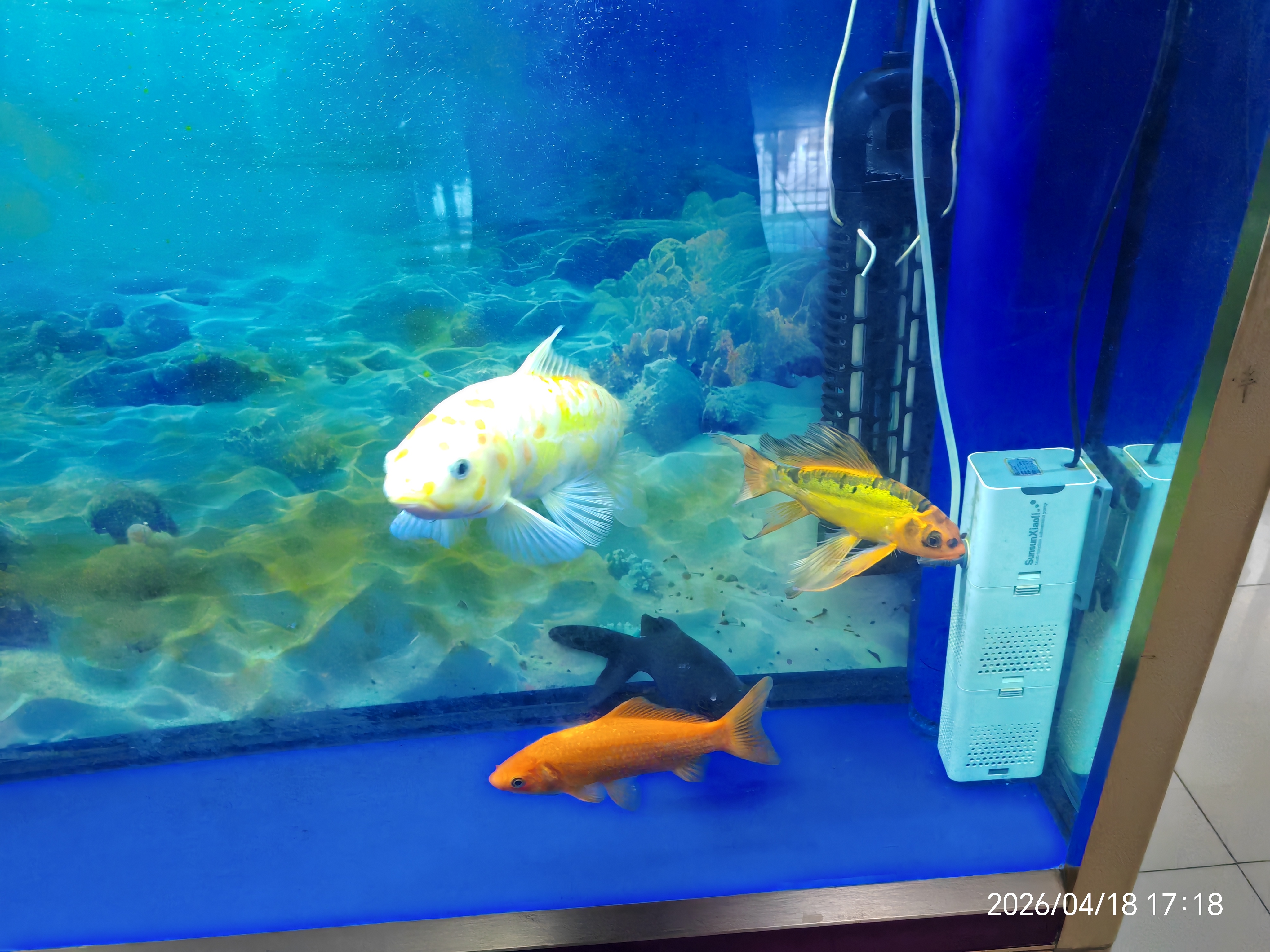 鱼缸灯led灯防水超亮全光谱三色小水族箱潜水专用彩灯灯管 24W蓝白不变光114cm（120-130cm缸用 实拍图