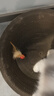 憨憨乐园猫玩具弹力球羽毛逗猫棒自嗨解闷神器网红款猫咪追赶互动宠物用品 实拍图