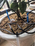 工途水泵小型迷你抽水机微型家用12v抽水泵开槽机水钻潜水自吸泵 扬程5米水泵+5米水管 实拍图