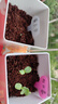 IAM City Farmer含羞草迷你盆栽幼儿园植物儿童种植小盆栽儿童diy观察套装10026 实拍图