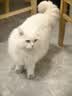 弗列加特猫粮 全价鲜肉天然粮 肠道养护配方 成猫猫粮鸡肉200g 实拍图