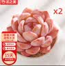 沭之美多肉植物肉肉室内桌面盆栽客厅办公室桌面绿植趣味好养活源头直发 实拍图