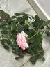海蒂的花园月季花苗盆栽带花苞果汁阳台小苗爬藤花卉植物源头直发 实拍图