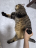 美士猫粮全护营养系列全价成猫猫粮三文鱼配方5kg 实拍图