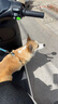皇家狗粮 成犬粮 通用犬型 CC通用狗粮12月以上 8KG【成犬通用】 实拍图