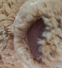 Jellycat巴塞罗熊动物毛绒玩偶儿童安抚公仔小熊潮玩送礼七夕情人节礼物 浴袍巴塞罗熊 Medium 实拍图