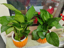 【绿萝盆栽】吸甲醛净化空气水培绿植物懒人花卉好养搬家礼物全 【畅销2盆】绿萝+橙色南瓜盆自吸水 整体含盆高度20-25cm 晒单实拍图
