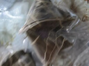 五芳斋 速冻蜜枣粽 100g*5只 嘉兴粽子甜粽端午粽子早餐食品 实拍图
