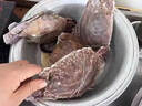 梭子蟹鲜活特大野生舟山大螃蟹海鲜新鲜冷冻海蟹水产飞蟹白蟹顺丰 9两以上/只 【净重5斤大梭子蟹】 实拍图