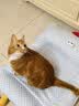 乐优派夏季猫窝狗窝四季通用垫子空调窝宠物窝冰丝睡垫可拆洗冰豆豆窝-L 实拍图