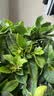 花翁栀子花盆栽四季开花卉大全树苗室内绿植好养易活带花苞源头直发 实拍图
