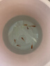 金鱼草金鱼观赏鱼冷水好养耐活小鱼苗锦鲤 2-4cm 红草金买3条送3条（加备损） 实拍图
