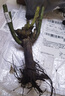 玫瑰花苗老桩绿植物盆栽月季蔷薇老根室内外阳台庭院特大花卉四季 46摩纳哥公爵（老桩苗四季开花） 实拍图