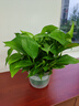 双盟绿萝盆栽除甲醛花卉绿植办公室新房净化空气180加仑4盆装源头直发 实拍图