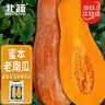 北蔬 南瓜种子苗甜糯板栗味老品种杂交蔬菜种籽 糯妃20老蜜本种子20粒 实拍图