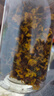 冬海红 雪菊花茶200g 昆仑正宗新疆特产血菊茶野菊花茶养生茶饮 实拍图