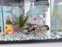 米家小米米家智能生态鱼缸还原自然生态补仓一次三月无忧出差旅行必备 实拍图