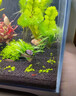 森森 超白玻璃小鱼缸HWK-600P裸缸款水草缸金鱼缸小型水族箱水草缸  实拍图