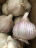 紫白皮蒜水果大蒜超市即食生鲜蔬菜大蒜 【优选】净重0.8斤 单果3.5-5cm 实拍图