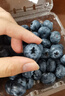 怡颗莓Driscoll's 云南蓝莓Jumbo大果18mm+ 2盒约125g/盒 新鲜水果 实拍图