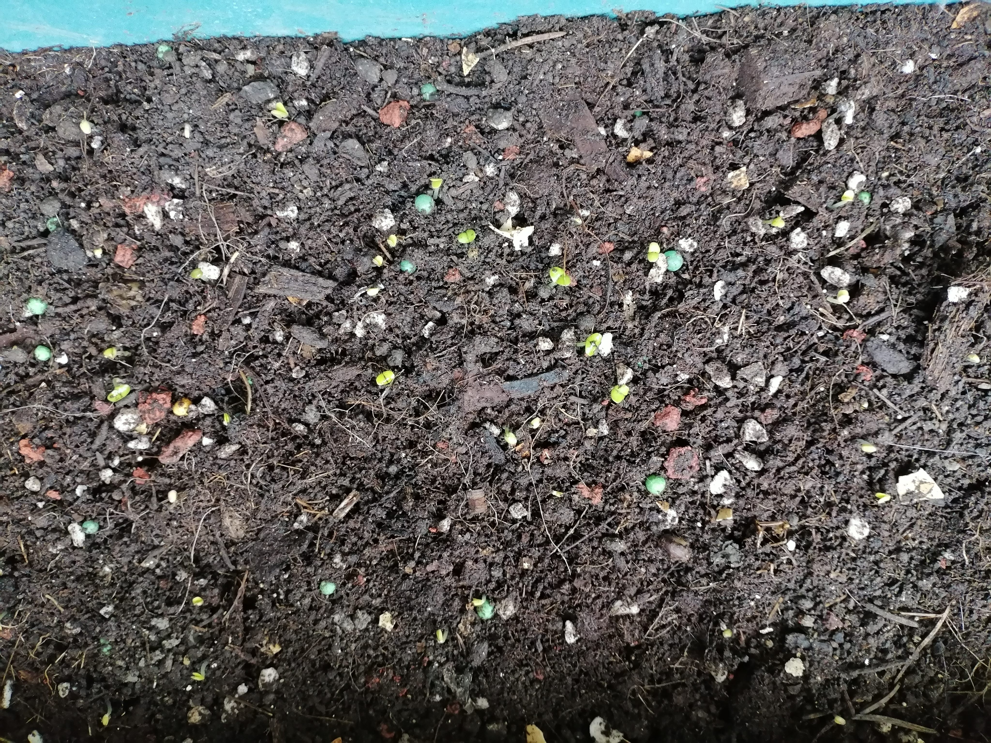 河南大叶荆芥种子菜籽阳台盆栽蔬菜种子农家四季播种荆菜春播春季 大叶荆芥种子【2包 约2千粒】 实拍图
