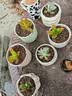 盆生花道特价花盆陶瓷简约透气带托盘家用阳台盆栽绿植多肉盆厂家 4个极简雅柠檬组合(配托) 无规格 实拍图
