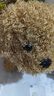 Honey Joy儿童毛绒玩具电动宠物狗仿真泰迪狗狗会叫可走六一儿童节礼物 实拍图