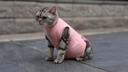 宠号 宠物猫咪衣服 绝育服 母猫 手术服小猫猫防掉毛 粉色（尾部开合 护理免脱） M 建议体重6-9斤 实拍图