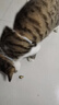 虎头铃铛虎口纯铜响铃铛宠物猫狗项圈挂件吊坠手工装饰品配件材料 虎头铜铃铛【2cm】3个+1根红绳 实拍图