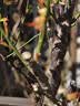 红梅盆景老桩盆栽原生梅花植物盆栽室内绿植耐寒浓香型乌梅不含盆 红梅8年盆景（今年冬天开花） 实拍图