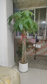 叹为观止大型植物发财树各种大颗盆栽开业乔迁客厅办公室内好养大型花卉 辫子发财树【1.2-1.4米】 含盆 实拍图