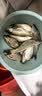 西部风酒米野钓鲤鱼鲫鱼底窝料钓鱼打窝米 老坛维它米3# 果香红大米 实拍图
