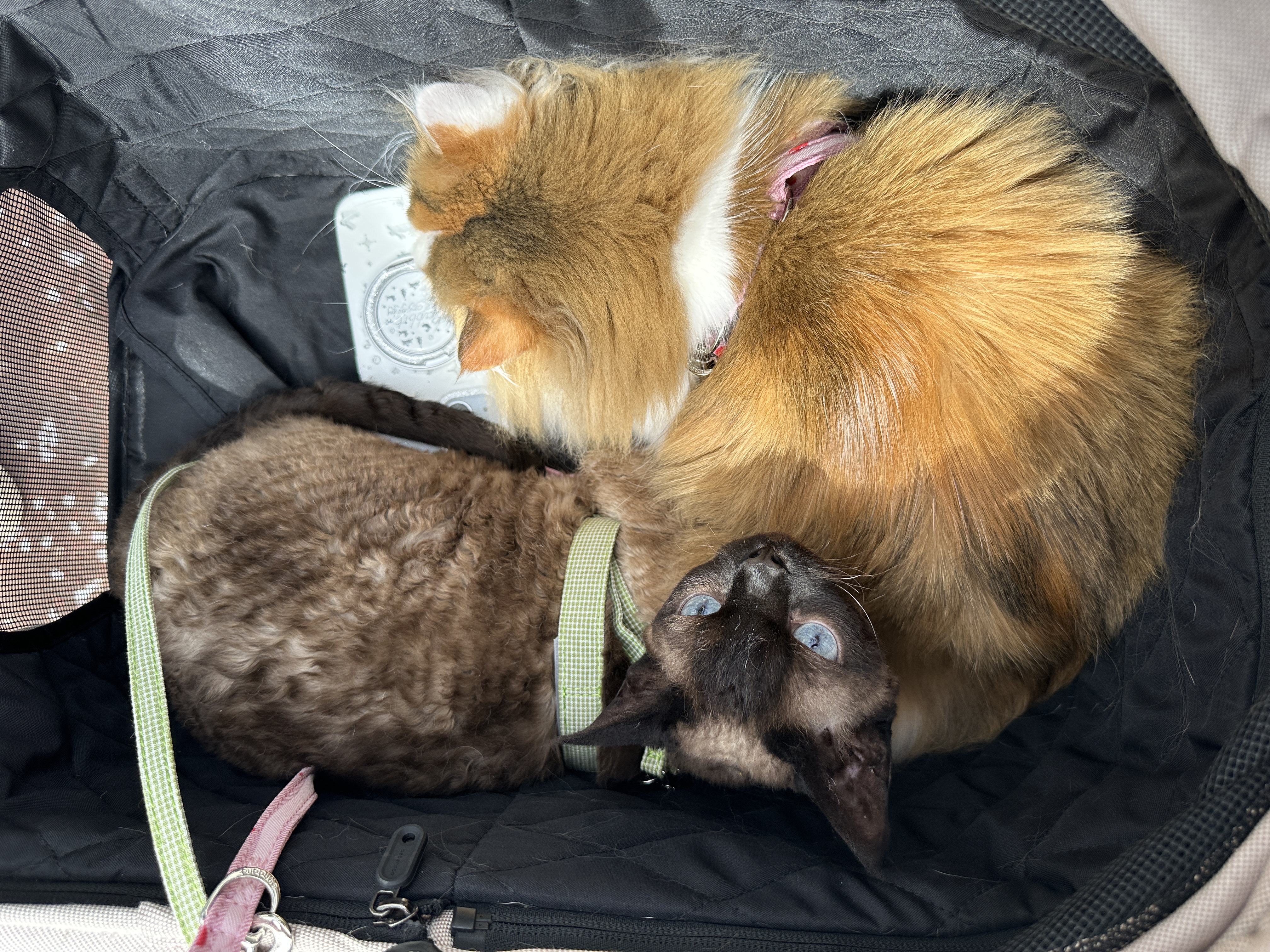 万物一口Original泛营养系列全价活性益生菌成猫粮BC301.5KG*2袋 实拍图