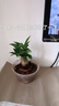 发财树盆栽大植物室内办公室桌面客厅小盆景招财树苗绿植花卉盆栽 小单杆发财树 2-3cm【原盆】 【送肥料】 实拍图