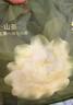 babycare山茶花夏季轻薄款一次性内裤女孕妇产后出差旅行女士免洗 M码 4条 实拍图