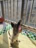 甜浪海逗猫棒猫咪玩具可旋转长杆羽毛钓幼猫玩具鱼竿铃铛耐咬逗猫神器 实拍图