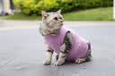 宠号 宠物猫咪衣服 绝育服 母猫 手术服小猫猫防掉毛 浅紫色（尾部开合 护理免脱） M 建议体重6-9斤 实拍图