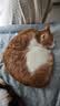 KONOKO宠物开结喷雾护毛素猫咪精油免水洗防打结静电顺毛除臭喷剂 实拍图