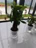 萌肉居发财树盆栽招财花卉绿植常绿桌面植物三杆发财树+早安盆源头直发 实拍图