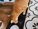 宠幸豆腐猫砂细砂快速结团除臭可溶可冲厕所猫沙猫咪用品低尘 原味豆腐猫砂2.5kg*8 实拍图