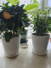 寿禾 花盆树脂加厚防陶瓷北欧简约家庭种植盆 潍育素白花盆20# 实拍图