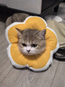 华元宠具（hoopet）狗狗伊丽莎白圈项圈小型犬宠物猫咪颈圈脖圈头套猫伊利沙白圈头罩 实拍图