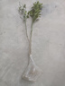 CHUANGSHIJI沙糖桔树苗南方北方种植橘子树苗柑桔果树果苗嫁接砂糖地栽盆栽 3年苗 (当年结果) 81cm(含)-110cm(含) 实拍图
