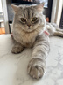 冠能猫粮成猫猫粮三文鱼味2.5kg+室内成猫猫粮2.5kg 控制毛球 实拍图