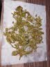 七春冰岛普洱小茶饼茶叶生茶云南临沧产独立包装35g冷泡茶像绿茶口感 实拍图