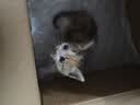 licheers猫包外出大号宠物背包便携太空舱猫笼狗袋双肩透气大容量猫咪书包 实拍图