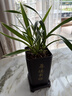 劉閣蘭花兰花苗世界上超香四季兰帝王妃 金边矮种夏带浓香花苞花卉盆栽 5大壮苗+配厚德载物盆+2包土 实拍图